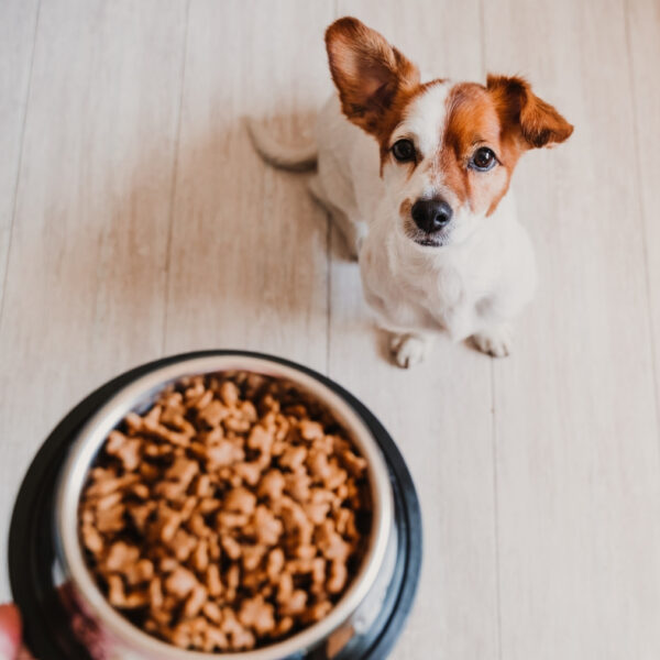 40 lb Bag of Pet Food